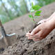 Version One pledges to plant more than 400 trees in 2012